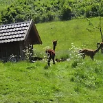 Lauras - Landhauspension Gasthuis 3*