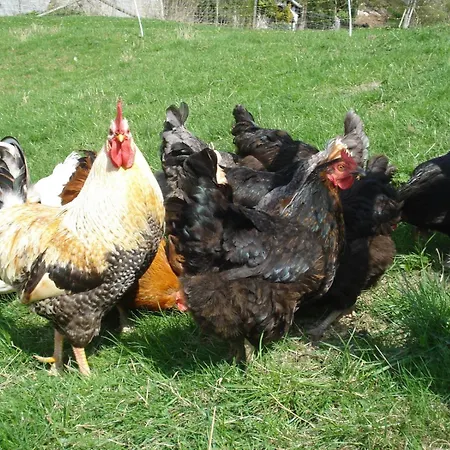 Lauras - Landhauspension 3*